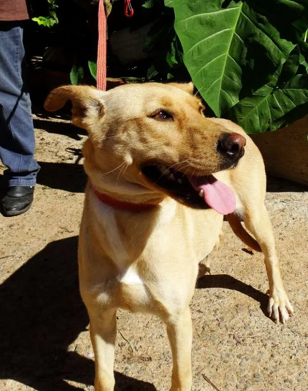 Cachorro ra a srd idade 1 ano nome Chiffon