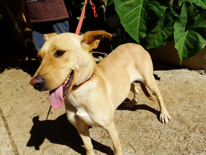 Cachorro ra a srd idade 1 ano nome Chiffon