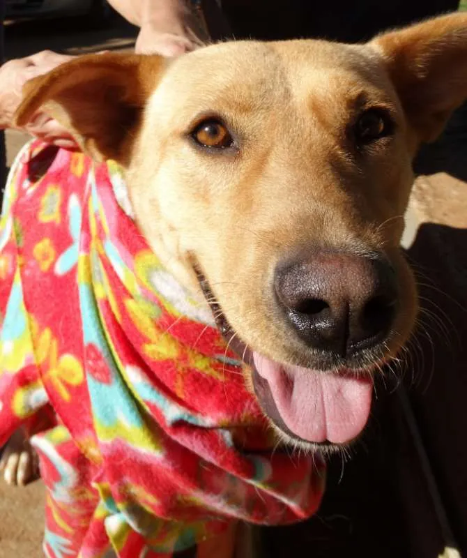 Cachorro ra a srd idade 1 ano nome Chiffon