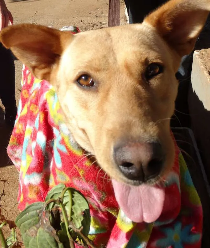 Cachorro ra a srd idade 1 ano nome Chiffon