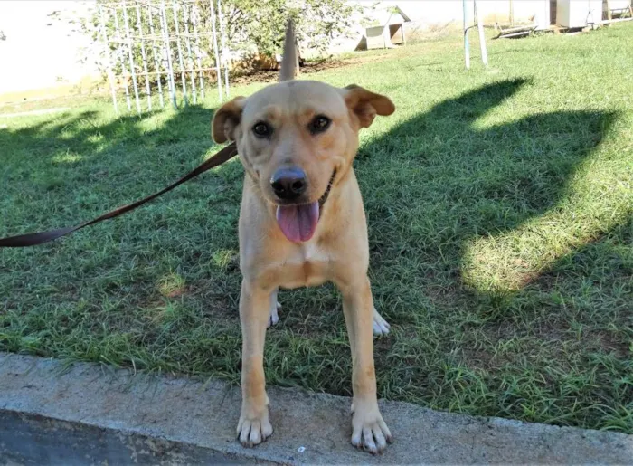 Cachorro ra a srd idade 1 ano nome Chiffon