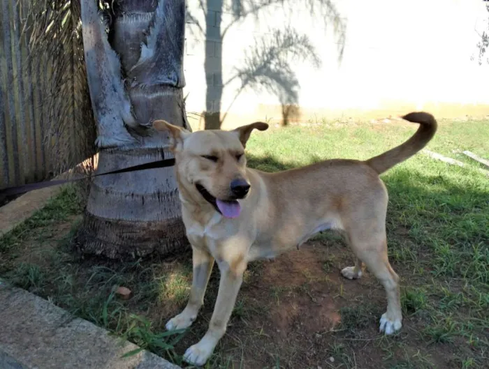 Cachorro ra a srd idade 1 ano nome Chiffon