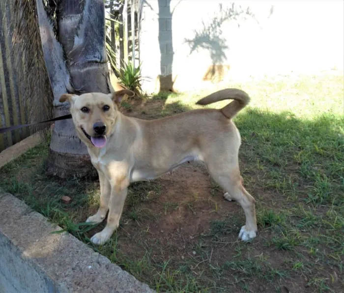 Cachorro ra a srd idade 1 ano nome Chiffon