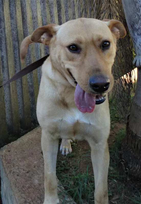 Cachorro ra a srd idade 1 ano nome Chiffon