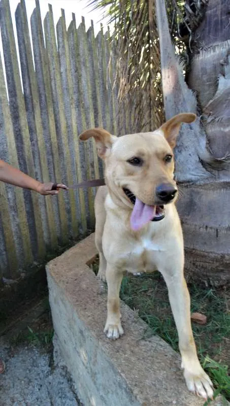 Cachorro ra a srd idade 1 ano nome Chiffon