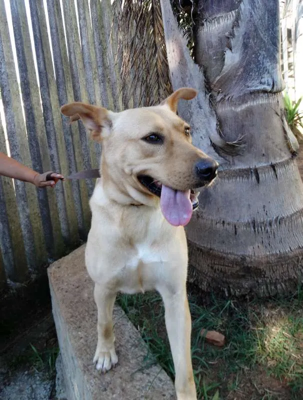Cachorro ra a srd idade 1 ano nome Chiffon
