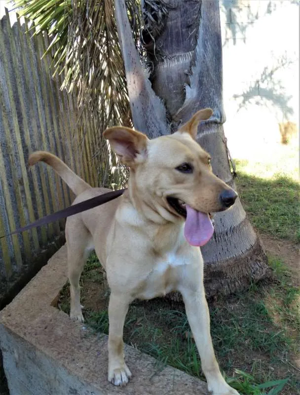 Cachorro ra a srd idade 1 ano nome Chiffon