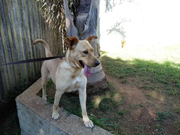Cachorro ra a srd idade 1 ano nome Chiffon
