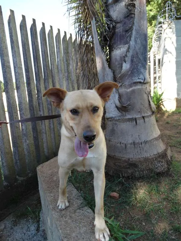 Cachorro ra a srd idade 1 ano nome Chiffon