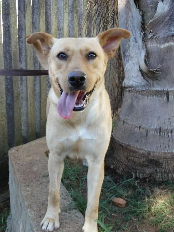 Cachorro ra a srd idade 1 ano nome Chiffon