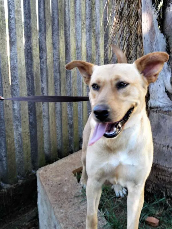 Cachorro ra a srd idade 1 ano nome Chiffon