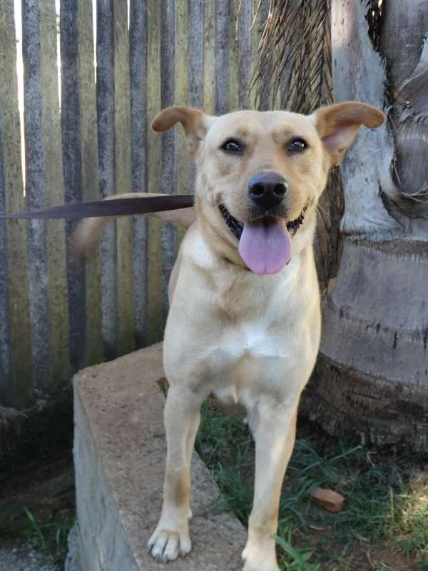 Cachorro ra a srd idade 1 ano nome Chiffon