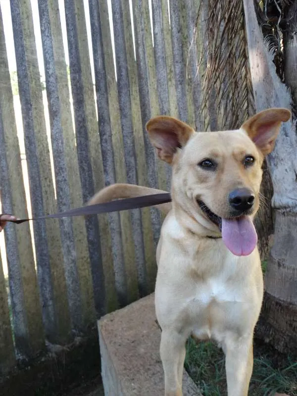 Cachorro ra a srd idade 1 ano nome Chiffon