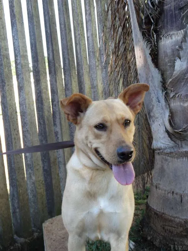 Cachorro ra a srd idade 1 ano nome Chiffon