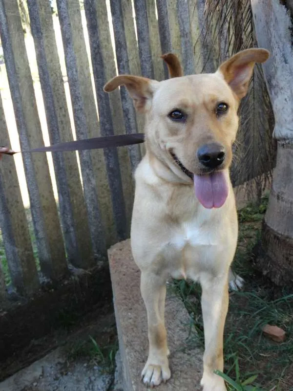 Cachorro ra a srd idade 1 ano nome Chiffon