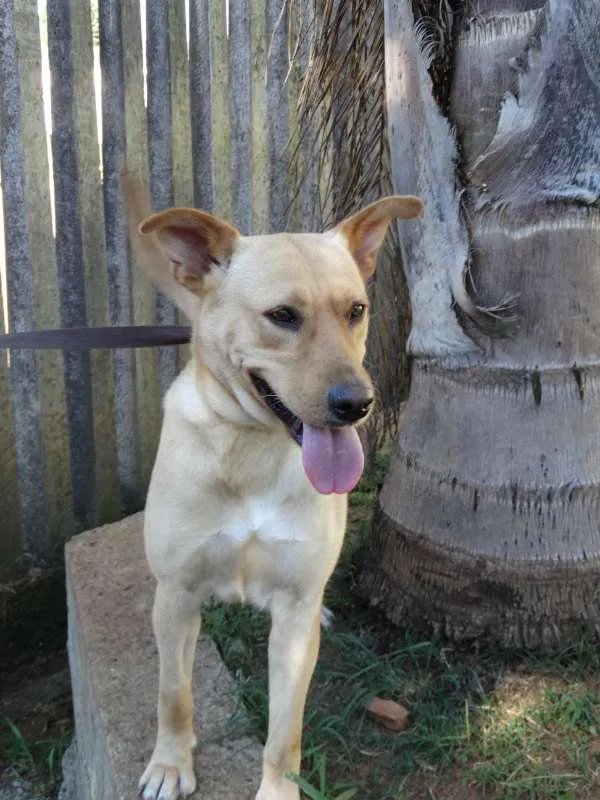 Cachorro ra a srd idade 1 ano nome Chiffon