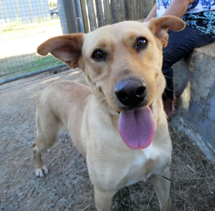 Cachorro ra a srd idade 1 ano nome Chiffon