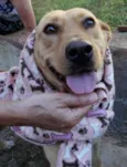 Chiffon