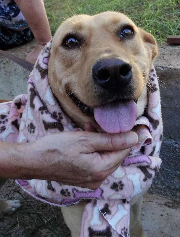 Cachorro ra a srd idade 1 ano nome Chiffon