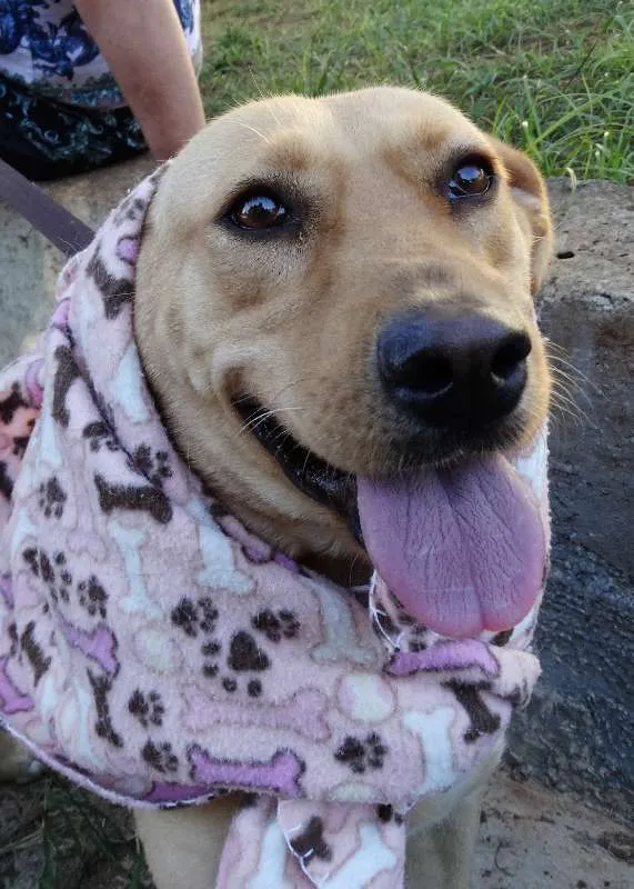 Cachorro ra a srd idade 1 ano nome Chiffon