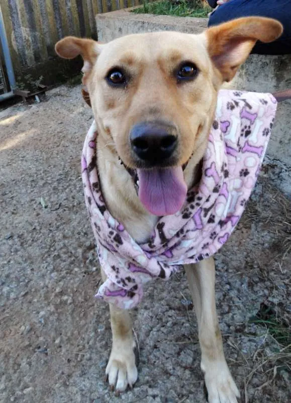 Cachorro ra a srd idade 1 ano nome Chiffon