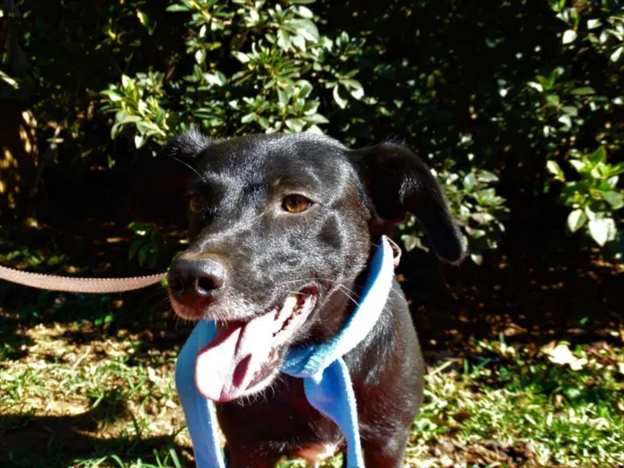 Cachorro ra a srd idade 2 anos nome Corisco