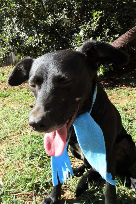 Cachorro ra a srd idade 2 anos nome Corisco