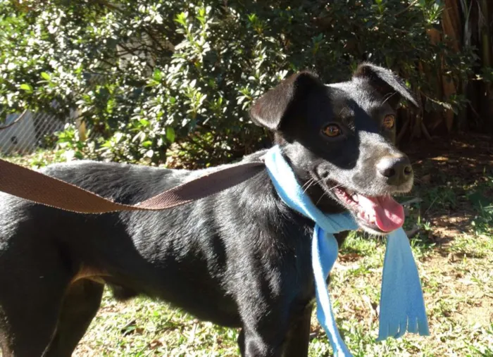 Cachorro ra a srd idade 2 anos nome Corisco