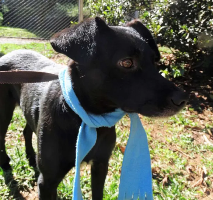 Cachorro ra a srd idade 2 anos nome Corisco