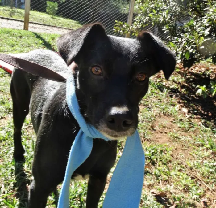Cachorro ra a srd idade 2 anos nome Corisco