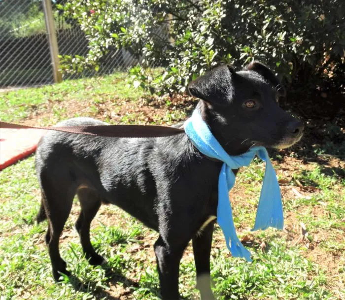 Cachorro ra a srd idade 2 anos nome Corisco
