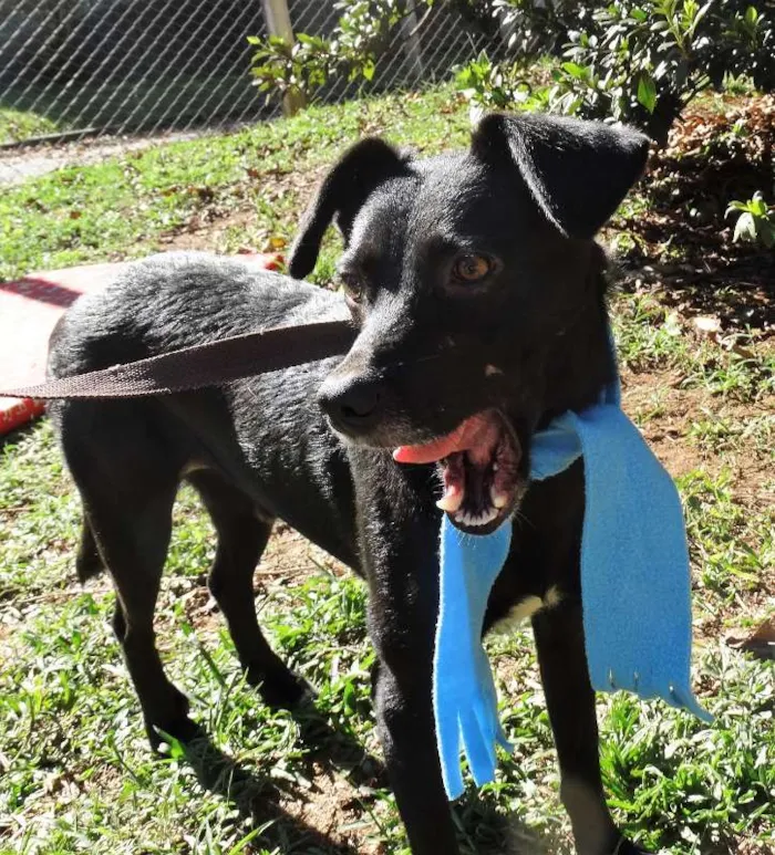 Cachorro ra a srd idade 2 anos nome Corisco