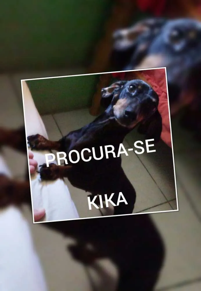 Cachorro ra a Dashua idade 6 ou mais anos nome Kika