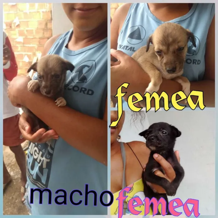 Cachorro raça Vira lata idade Abaixo de 2 meses nome Sem nomes