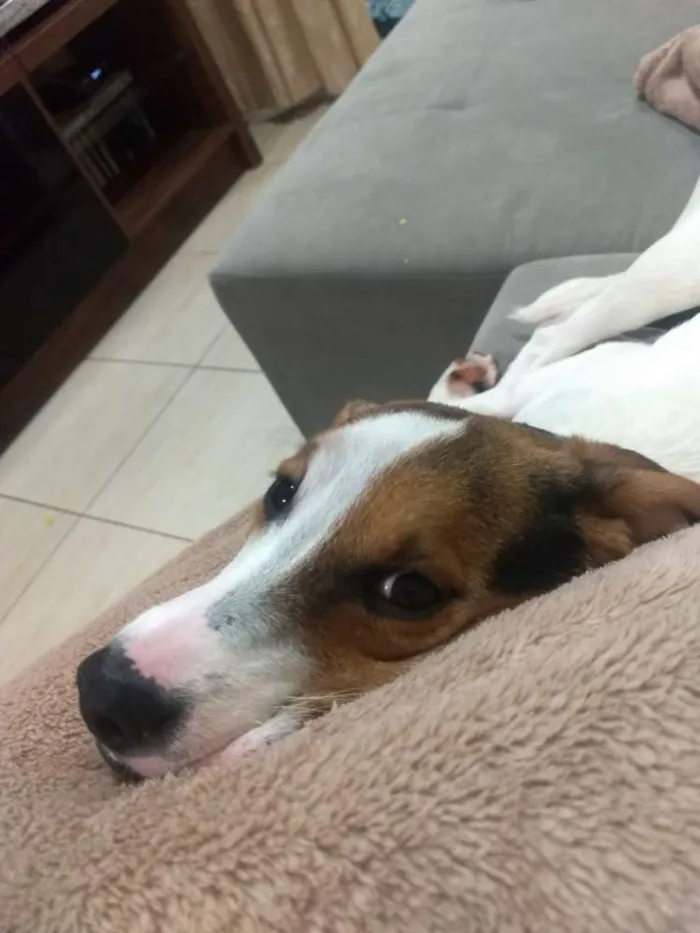 Cachorro ra a SRD idade 7 a 11 meses nome Lola