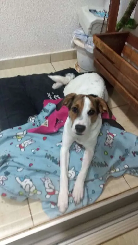 Cachorro ra a SRD idade 7 a 11 meses nome Lola