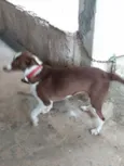 Mel