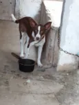 Mel