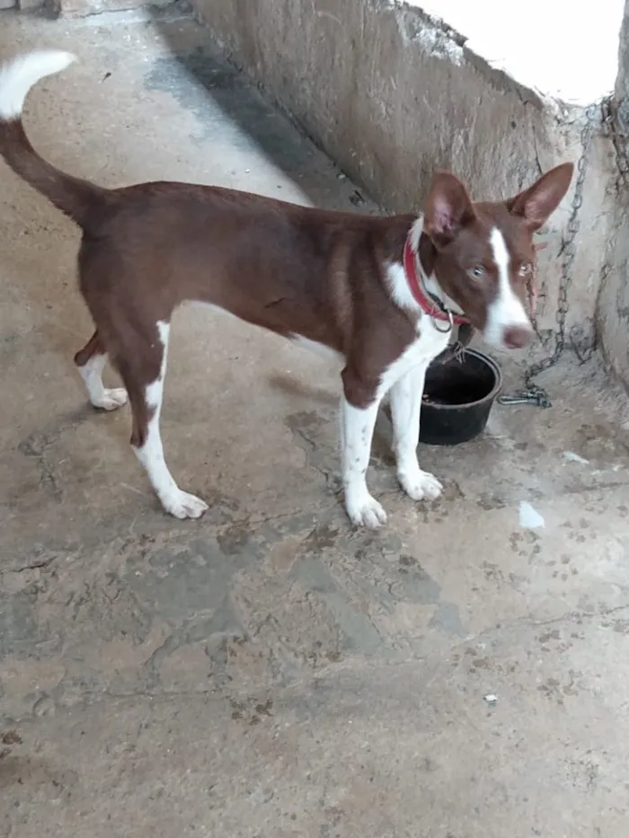 Cachorro ra a Burder collie (mestiça) idade 2 a 6 meses nome Mel