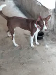 Mel
