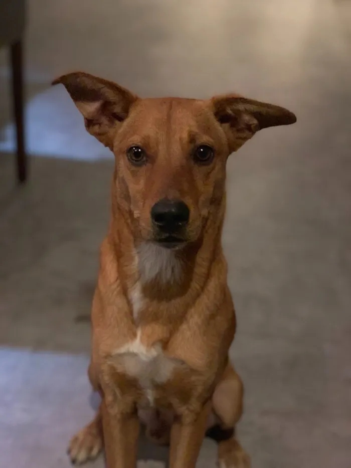 Cachorro ra a Viralata idade 1 ano nome Fred