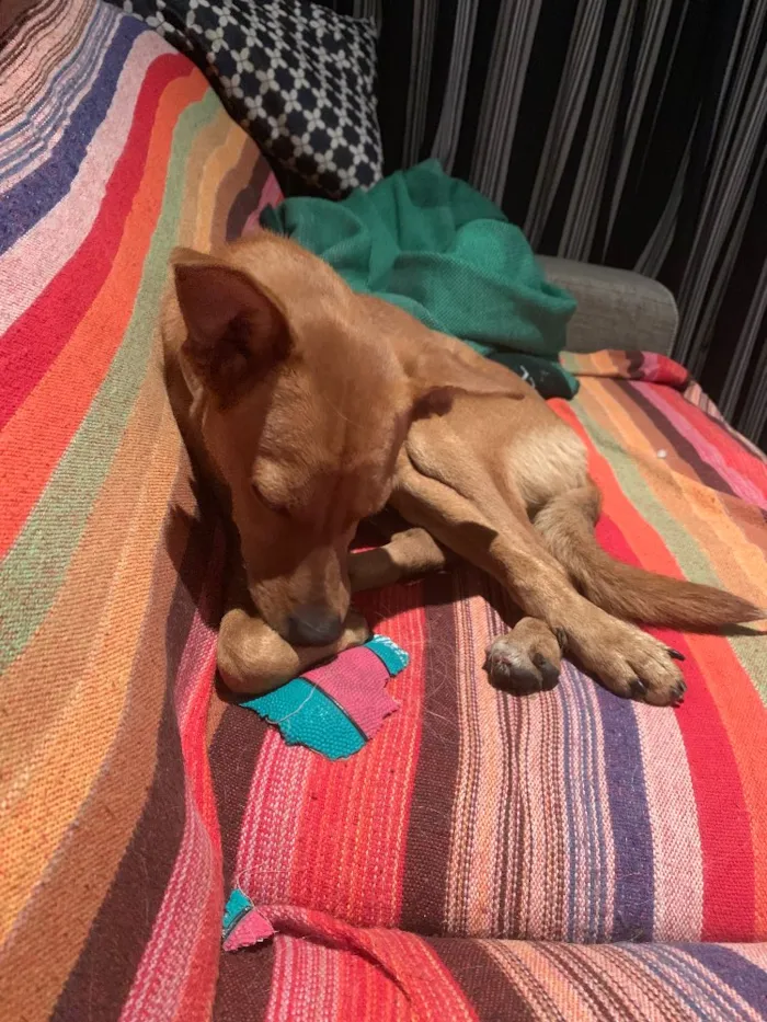 Cachorro ra a Viralata idade 1 ano nome Fred