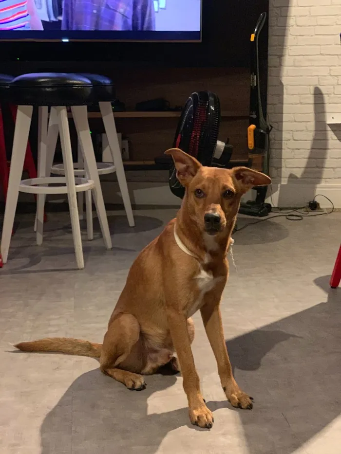 Cachorro ra a Viralata idade 1 ano nome Fred
