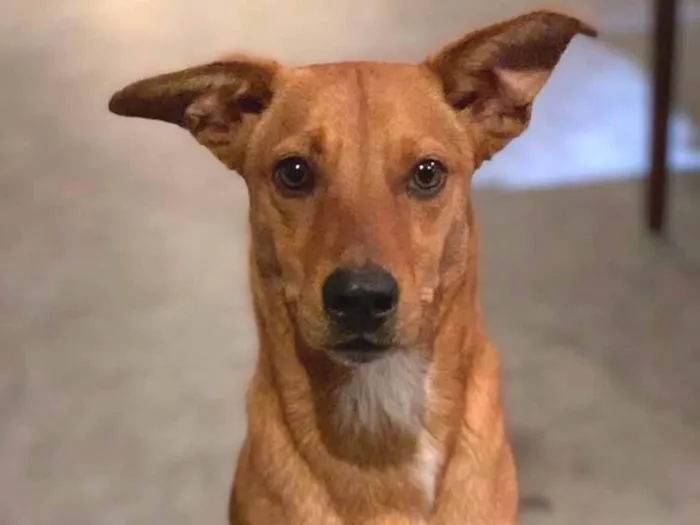 Cachorro ra a Viralata idade 1 ano nome Fred