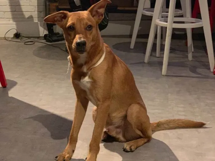 Cachorro ra a Viralata idade 1 ano nome Fred