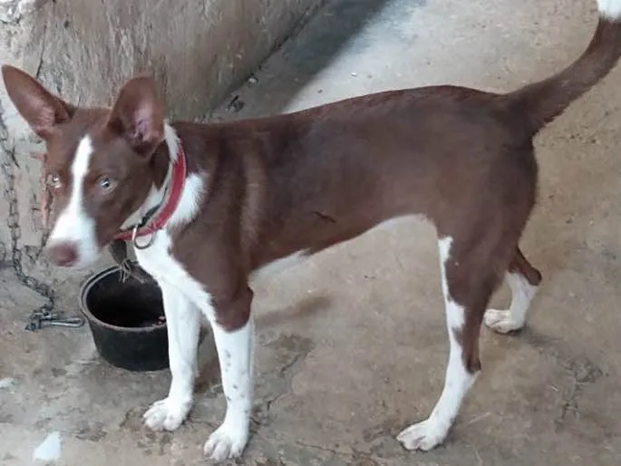 Cachorro ra a Burder collie (mestiça) idade 2 a 6 meses nome Mel