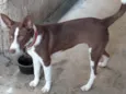 Mel