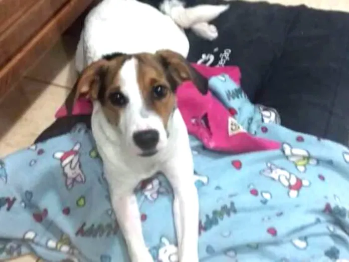 Cachorro ra a SRD idade 7 a 11 meses nome Lola
