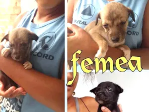 Cachorro raça Vira lata idade Abaixo de 2 meses nome Sem nomes