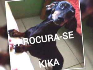 Cachorro raça Dashua idade 6 ou mais anos nome Kika